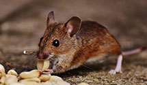24 Hour & Emergency Exterminators in Foneswood, VA